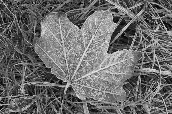 Frozen sycamore leaf Natures ice sculpture Picture Board by Andrew Heaps