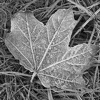 Buy canvas prints of Frozen sycamore leaf Natures ice sculpture by Andrew Heaps
