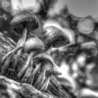 Buy canvas prints of Fungi in black and white by Andrew Heaps