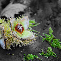 Buy canvas prints of Artistic picture of sweet chestnut withe outer she by Andrew Heaps
