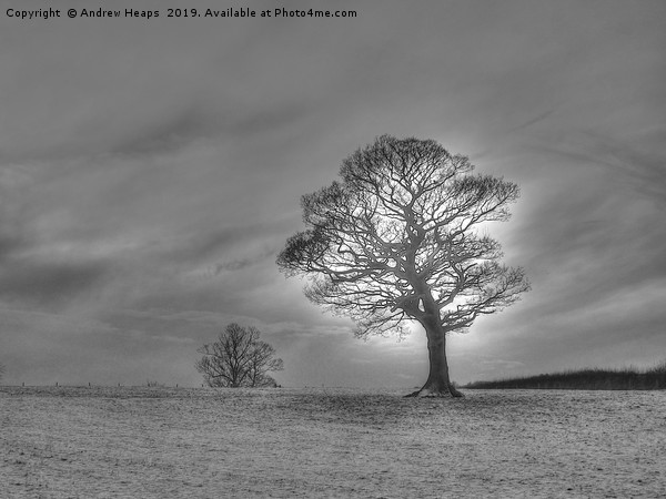 Winter scene of lonely tree. Picture Board by Andrew Heaps