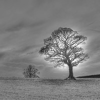 Buy canvas prints of Winter scene of lonely tree. by Andrew Heaps