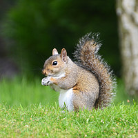 Buy canvas prints of A single squirrel  by Andrew Heaps