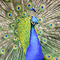 Buy canvas prints of Male peacock or peafowl. by Andrew Heaps