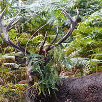 Buy canvas prints of Stage deer in foliage by Andrew Heaps