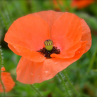 Buy canvas prints of Single poppy flower by Andrew Heaps
