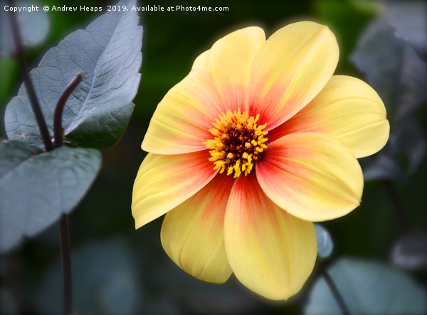 Radiant Yellow Dahlia with a Fiery Red Splash Picture Board by Andrew Heaps