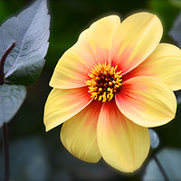 Buy canvas prints of Radiant Yellow Dahlia with a Fiery Red Splash by Andrew Heaps