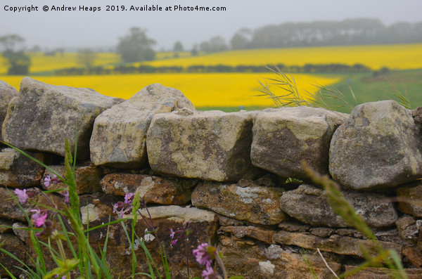 Rapeseed fields beyond a dry stone wall Picture Board by Andrew Heaps