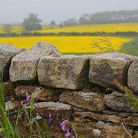 Buy canvas prints of Rapeseed fields beyond a dry stone wall by Andrew Heaps