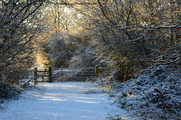 Snowy winter scene  Picture Board by Andrew Heaps
