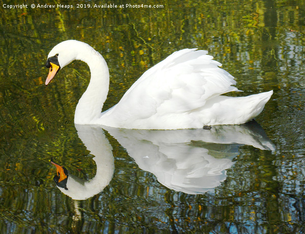 Animal reflection of a swan Picture Board by Andrew Heaps