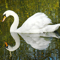 Buy canvas prints of Animal reflection of a swan by Andrew Heaps