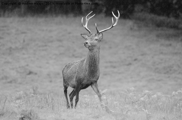 Majestic Red Stag Deer Picture Board by Andrew Heaps