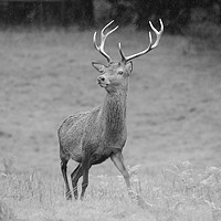 Buy canvas prints of Majestic Red Stag Deer by Andrew Heaps