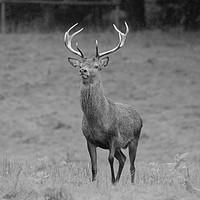 Buy canvas prints of Red stag deer deer in grassland area very curiousl by Andrew Heaps