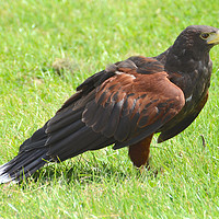 Buy canvas prints of Large bird of prey a harris hawk by Andrew Heaps