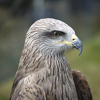 Buy canvas prints of Headshot of a bird of prey which is a buzzard. by Andrew Heaps