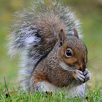 Buy canvas prints of A single squirrel eating  by Andrew Heaps