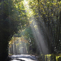 Buy canvas prints of Light rays through leafy trees by Andrew Heaps