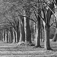 Buy canvas prints of Rows of trees in black and white by Andrew Heaps