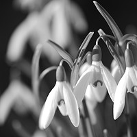Buy canvas prints of Black and white snow drop flowers by Andrew Heaps