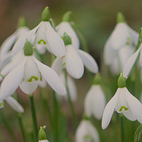 Buy canvas prints of Open Snowdrop flower heads  by Andrew Heaps