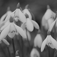 Buy canvas prints of Snowdrops   by Andrew Heaps