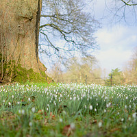 Buy canvas prints of Blanket of Snowdrops in the spring summer sun. by Andrew Heaps