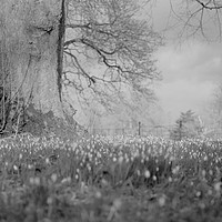 Buy canvas prints of Spring scene of Snowdrops in black and white by Andrew Heaps