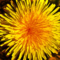 Buy canvas prints of A dandelion in full bloom  by Andrew Heaps