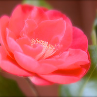 Buy canvas prints of Red camellia flower  by Andrew Heaps