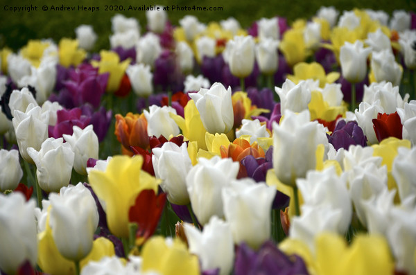 Colourful tulips  Picture Board by Andrew Heaps