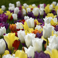 Buy canvas prints of Colourful tulips  by Andrew Heaps