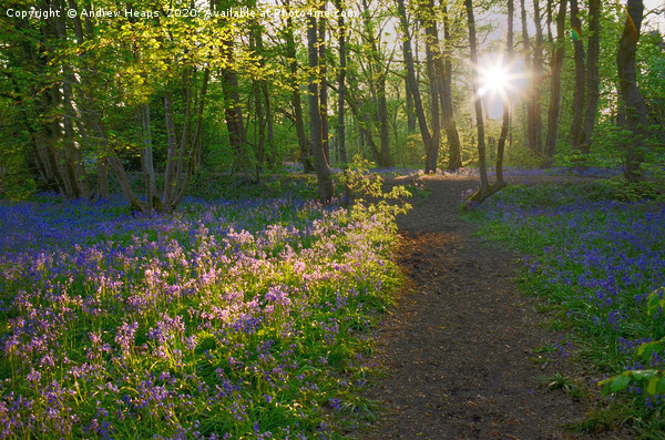 Sunlight shining in woods over bluebells Enchanted Picture Board by Andrew Heaps