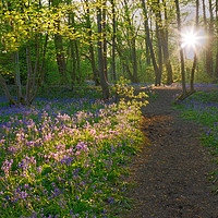 Buy canvas prints of Sunlight shining in woods over bluebells Enchanted by Andrew Heaps