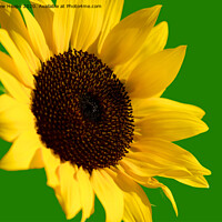 Buy canvas prints of Sunflower head  by Andrew Heaps