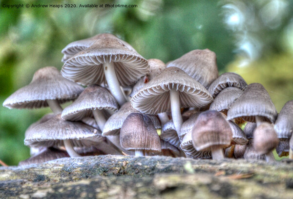 Fungi on tree stump. Picture Board by Andrew Heaps