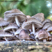 Buy canvas prints of Fungi on tree stump. by Andrew Heaps