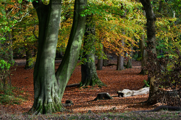 Autumn woodland  Picture Board by Andrew Heaps