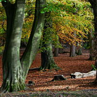 Buy canvas prints of Autumn woodland  by Andrew Heaps
