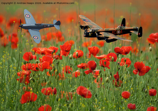 Spitfire and Lancaster bomber fly by over poppy fi Picture Board by Andrew Heaps