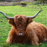 Buy canvas prints of A highland cow lying on top of a lush green field by Andrew Heaps