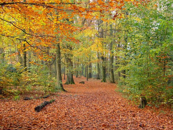 Local wood in autumn  Picture Board by Andrew Heaps