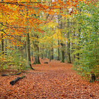 Buy canvas prints of Local wood in autumn  by Andrew Heaps
