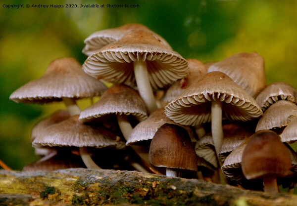 Fungi in autumn scene Picture Board by Andrew Heaps