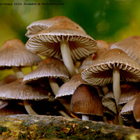 Buy canvas prints of Fungi in autumn scene by Andrew Heaps