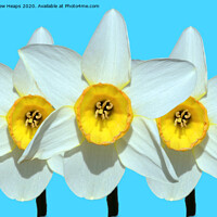 Buy canvas prints of Trio of daffodil heads by Andrew Heaps