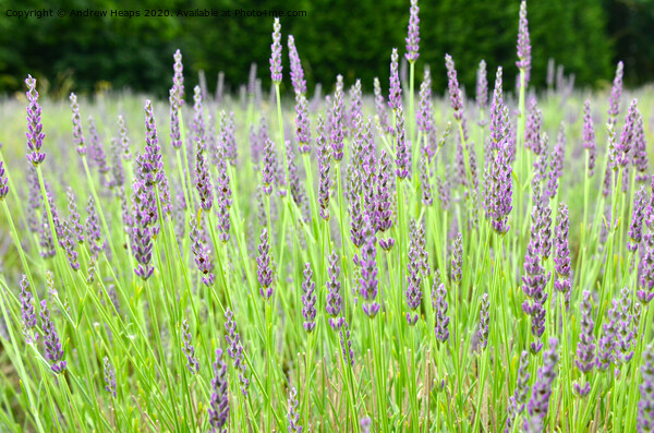A close up of a plant being lavender Picture Board by Andrew Heaps