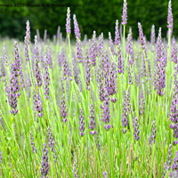 Buy canvas prints of A close up of a plant being lavender by Andrew Heaps